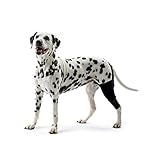 Kruuse Rehab Dog Knee Joint Protector (Medium - Right) (Black)
