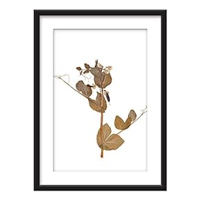 Framed Dried Plant Specimen Art in Black Picture...