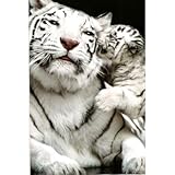 Tiger with Baby Tiger Cub, Adorable Animal Poster Poster Print, 24x36