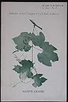 Native grapes