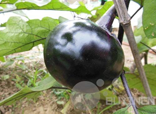 ASTONISH Seeds Package: Choy Sum 200 Seeds: Vegetable Seed Heirloom Non-GMO Seeds Bank Survival Organic Plant Garden