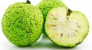 12 Hedge Apples, Osage Oranges, 100 Percent Organic Insect,and Spider Repellent, by Thunder Acres with Free Pair of Garden Gloves