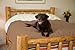 Mambe 100% Waterproof Pet Blanket (Large 58