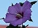 50 PURPLE ROSE OF SHARON HIBISCUS Syriacus Flower Tree Bush Shrub Seeds Mix *Comb S/H