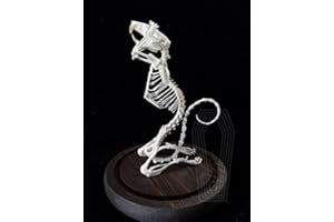 FGRID Animal Specimen Real Animal Skull Specimen Taxidermy Cleaned Skull Collection Fox, cat, Mink, Crocodile, Dog, Raccoon, Snake, Rabbit, Goat ，Muskrat，Nutria，Fox's paw (1pcs,Muskrat Skeleton)