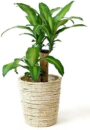 Amazon Co Jp ホワイト鉢カバー付 幸福の木 6号鉢 Diy 工具 ガーデン