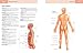 Anatomy Student's Self-Test Visual Dictionary: An All-in-One Anatomy Reference and Study Aid (Barron's Visual Dictionaries)