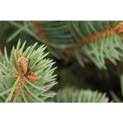 Cedarwood â€“ 2856 - Candle & Soap Fragrance Oil - High Performance Supply - 16 Oz (1 lb) - Special Promotion