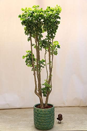 ベスト 観葉 植物 ポリシャス