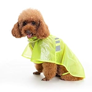 standard poodle raincoat