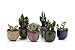 T4U 2.5 Inch Small Ceramic Succulent Planter Pot with Drainage Hole Set of 6, Ice Crack Glaze Plant Container for Cactus, Succulent Plant Gifts for Women Mom Aunt Home Office Decor