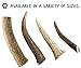 Pet Parents Gnawtlers - Premium Naturally Shed Elk Antlers for Dogs, All Natural Dog Chew, Specially Selected from The Heartland Regions (Large)