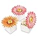 kateaspen Daisy Delight Gerbera Daisy Favor Box, Hot Pink (Pack of 24)