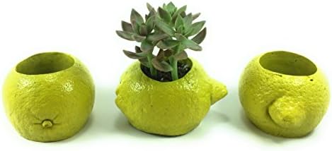 LEMON Concrete Succulent Planters / Air Plant Holders (Set of 3) . FREE SHIPPING! Ready To Ship! "When Life Gives You Lemons"