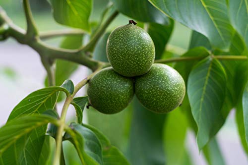 Organic Walnuts, 2.5 Pounds - Non-GMO, Kosher, No Shell, Bulk