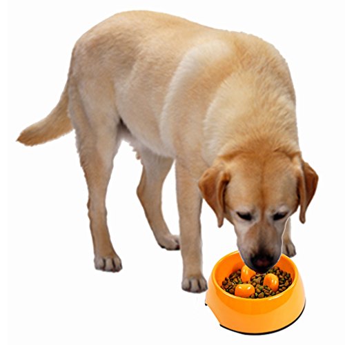 How To Stop A Dog From Drinking Water Too Fast