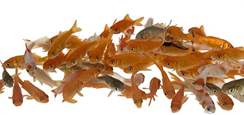Toledo Goldfish Live Comet Goldfish for Aquariums, Tanks, or Garden Ponds – Live Common Feeder Fish – Born and Raised in The USA – Live Arrival Guarantee – Small (.75-1.5″, 500 Fish)