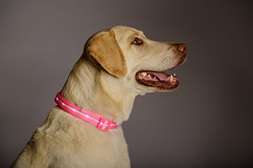 Blazin' Safety LED Dog Collar - USB Rechargeable with Water Resistant Flashing Light - Medium Pink