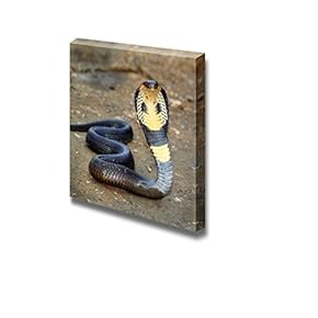 Canvas Prints Wall Art - Closeup Photograph of a Cobra Snake | Modern Wall Decor/Home Art Stretched Gallery Canvas Wrap Giclee Print & Ready to Hang - 12" x 12"