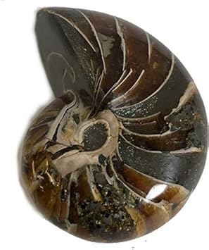 No 4005 1点もの オーム貝化石 オーム貝 化石 化石標本 マダガスカル産 Nautiloid オウム貝 オウムガイ 現物販売