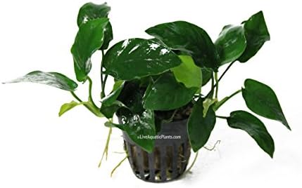 Anubias Nana Potted - Live Aquarium Plants Aquatic Water Plants Decorations BUY2GET1FREE*