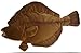 Flounder 10" Stuffed Plush Animal - Cabin Critters Saltwater Fish Collection