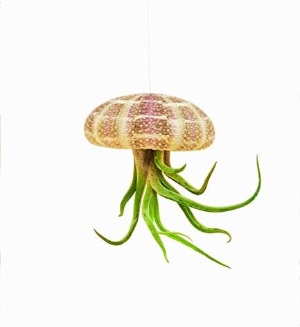 Bliss Gardens Hanging Air Plant Jellyfish / Tillandsia / Alfonse Sea Urchin with Medusa Air Plant