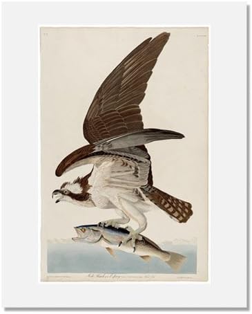 Amazon Co Jp ジョン ジェームズ オーデュボンの鳥 アメリカ プレート81 魚hawk 12 X 15 ホーム キッチン