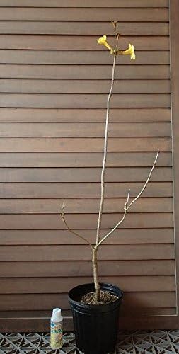 Amazon 黄花 イペイの木 植木