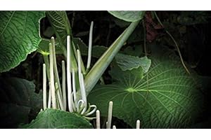Seeds Package: 100 Seeds of Auritum, Yerba Santa, Hierba Santa, Pepperleaf