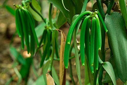 Vanilla Beans 10 Grade B Prime Extract Tahitian Non-GMO Pods Organic Vanilla Beans 6~8 (10 each Native Vanilla beans) - Thumbnail 2
