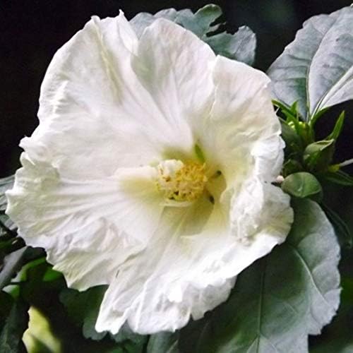 Hibiscus Syriacus Diana Vaso O19cm Amazon It Giardino E Giardinaggio