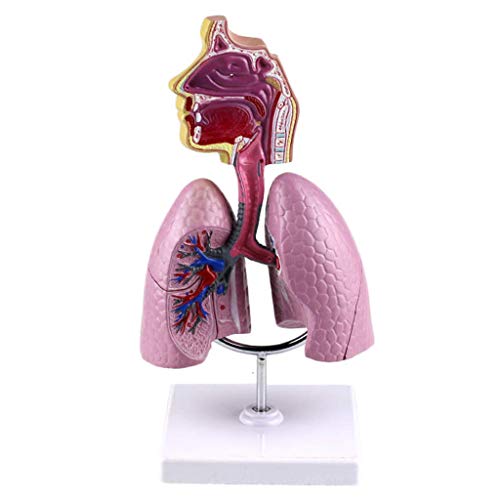Mua Human Respiratory System Model -Removable Human Organ Anatomical ...