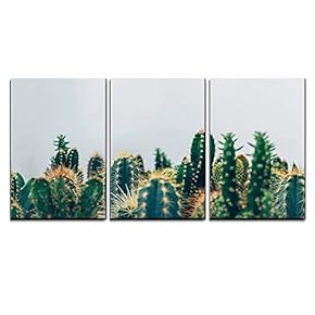 Green Cactus Against White Background x3 Panels