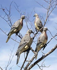 Expedite International Edge Clip On Dove Decoy TEJ