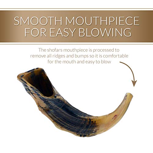 KOSHER ODORLESS NATURAL SHOFAR Genuine Rams Horn Smooth Mouthpiece
