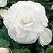 Outsidepride White Begonia Seeds - 500 seeds