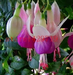 Amazon 11 0ピースフクシア 盆栽花提灯花ぶら下げ花種子用diy植栽植木鉢プランター 花