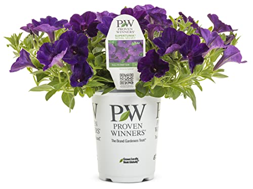 Proven Winners® Petunia Plant - Supertunia Royal Velvet - 4 Pack - Annual Flowe…