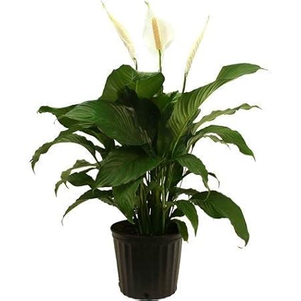 Green Port Live Lily White Charming Greenport with Pot