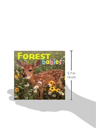 Forest Babies (Animal Babies)