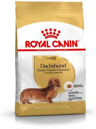 goldendoodle mini hypoallergenic