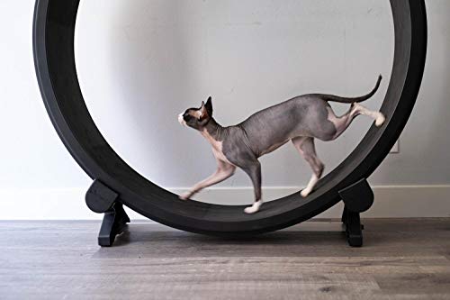 one fast cat discount