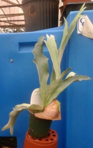 Dutch Staghorn Fern - Platycerium bifurcatum 'Netherlands' - 4 Inch Pot | Low Light, Easy Care Indoor Plant