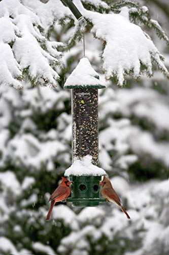 3 Squirrel+Buster+Cardinal+Feeding+Capacity