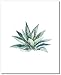 Succulent Wall Art Prints (Set of 6) - 8x10 - Unframed - Botanical Print - Cactus Decor