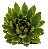 Fat Plants San Diego Live Echeveria Succulent Plant