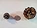 50pc Canadian Lodge Pole Decorative 1.5