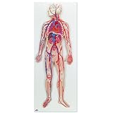 3B Scientific G30 Circulatory System Model, 31.5