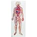 3B Scientific G30 Circulatory System Model, 31.5